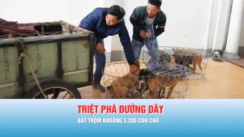 Podcast bản tin tối 7-2: Nhiều làng hoa "khát" lao động; Quy định mới về xử phạt vi phạm hành chính