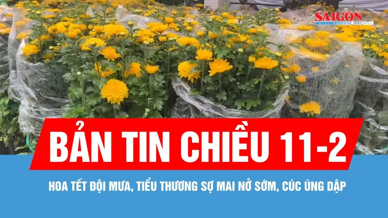 Bản tin chiều 11-2: Hoa tết đội mưa, tiểu thương sợ mai nở sớm