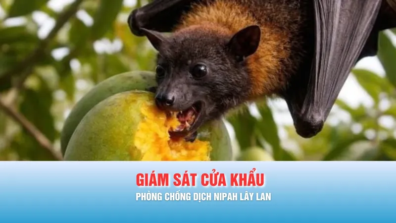 Podcast bản tin chiều 11-2: TPHCM chỉ đạo phòng chống dịch Nipah dịp lễ tết