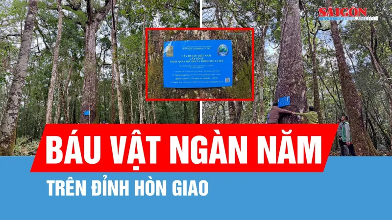 Chiêm ngưỡng báu vật ngàn năm trên đỉnh Hòn Giao
