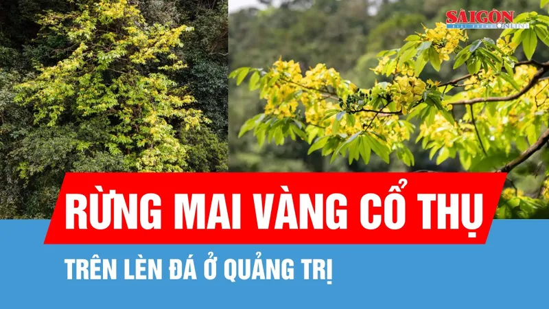 Độc đáo rừng mai vàng cổ thụ trên lèn đá ở Quảng Trị