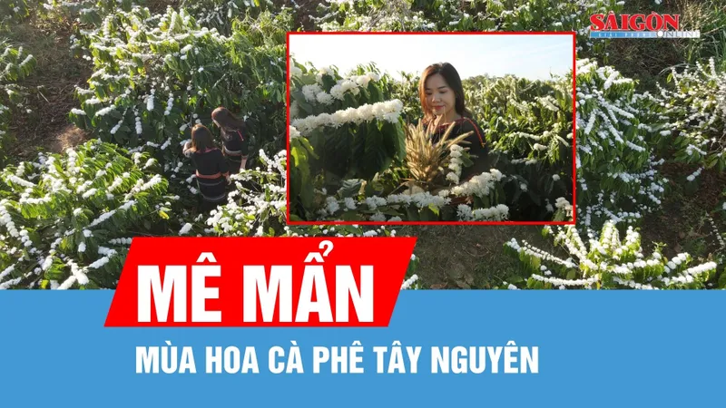 Mê mẩn mùa hoa cà phê Tây Nguyên