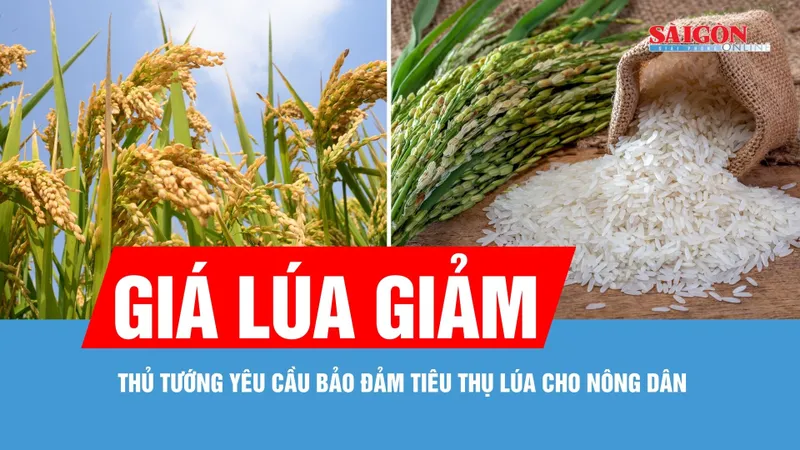 Xây dựng kế hoạch mua dự trữ gạo quốc gia phù hợp