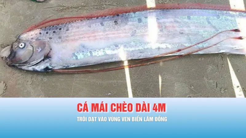 Podcast bản tin trưa 23-3: Cá mái chèo dài gần 4 mét trôi dạt vào vùng ven biển Lâm Đồng