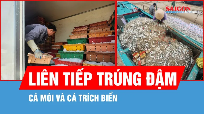 Ngư dân Hà Tĩnh liên tiếp trúng đậm cá mòi và cá trích biển