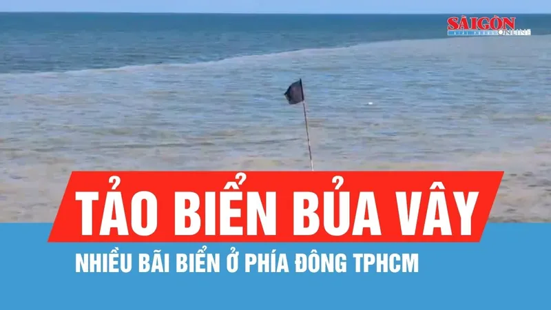 Tảo biển bủa vây nhiều bãi biển ở phía Đông TPHCM