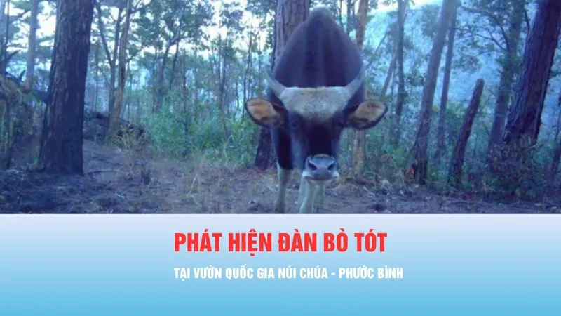 Podcast bản tin tối 18-4: Phát hiện đàn bò tót 13 đến 17 con tại Vườn Quốc gia Núi Chúa - Phước Bình