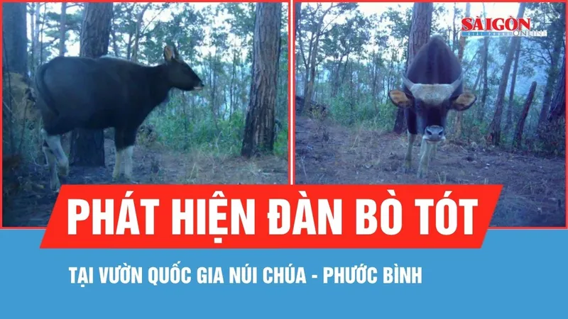 Phát hiện đàn bò tót gần 20 con tại Vườn Quốc gia Núi Chúa - Phước Bình