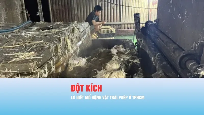 Podcast bản tin chiều 24-4: Đột kích các lò giết mổ động vật trái phép ở TPHCM