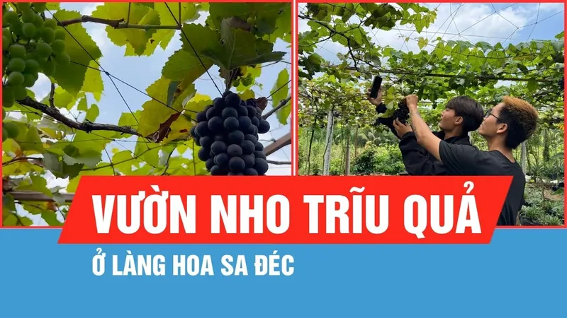 Khám phá vườn nho trĩu quả ở làng hoa Sa Đéc