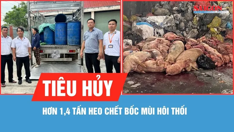Tiêu hủy hơn 1,4 tấn heo chết bốc mùi hôi thối 