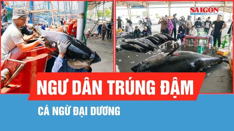 Ngư dân trúng đậm cá ngừ đại dương