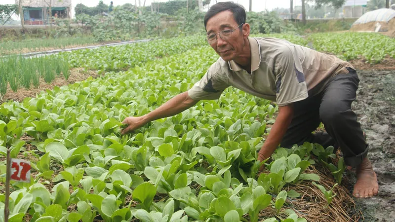 Cuộc sống người dân xã Tân Nhựt ngày càng khấm khá nhờ các mô hình trồng rau sạch 