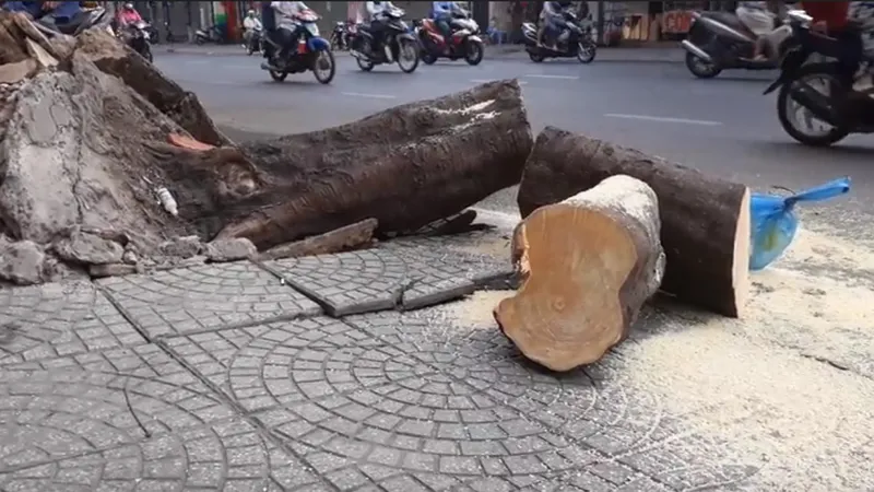 Hiện trường cây xanh bị gãy đổ, khiến 4 người bị thương