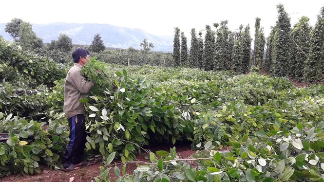 Thu mua gốc, rễ tiêu khô không rõ mục đích 