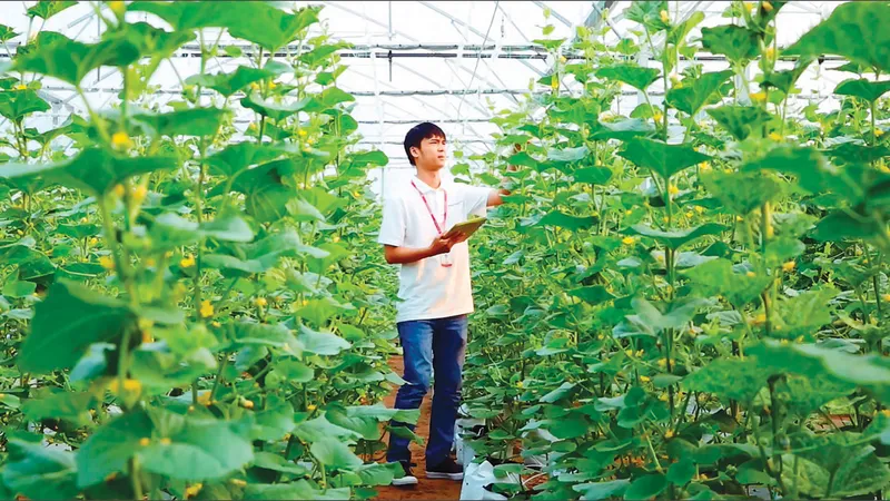 Trồng dưa lưới công nghệ cao Ảnh: NGUYỄN TƯỜNG