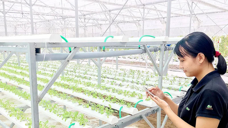 Khởi động hệ thống tưới cây tự động bằng ứng dụng Smart Agri trên điện thoại tại QTSC