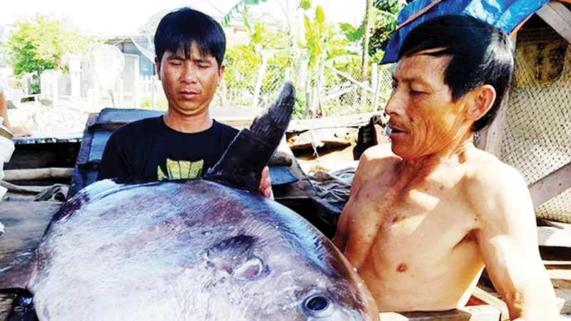 Ngư dân bắt được cá khủng