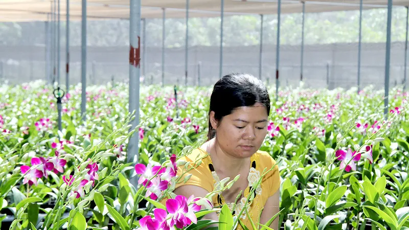 Trồng hoa lan dendrobium tại huyện Củ Chi - một trong những nghề được ưu tiên đào tạo