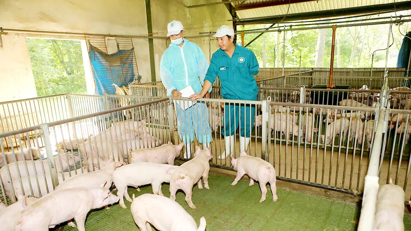 SAGRI nhập tinh heo về phối với heo Việt Nam, hướng tới chủ động về giống