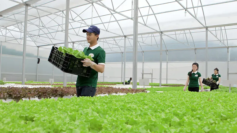 Rau là sản phẩm chủ lực của Lâm Đồng từ nhiều năm trở lại đây Ảnh: ĐOÀN KIÊN
