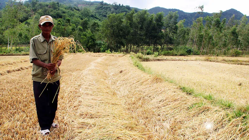 Lúa mùa vụ hè thu của đồng bào làng Giang gần như mất trắng. Ảnh: NGỌC OAI