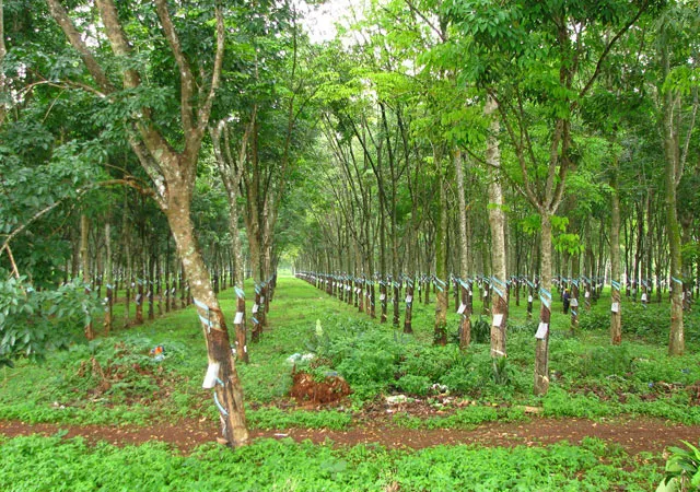 Cựu Giám đốc Sở Địa chính tỉnh Bình Dương bị truy tố vì bán 658ha cao su