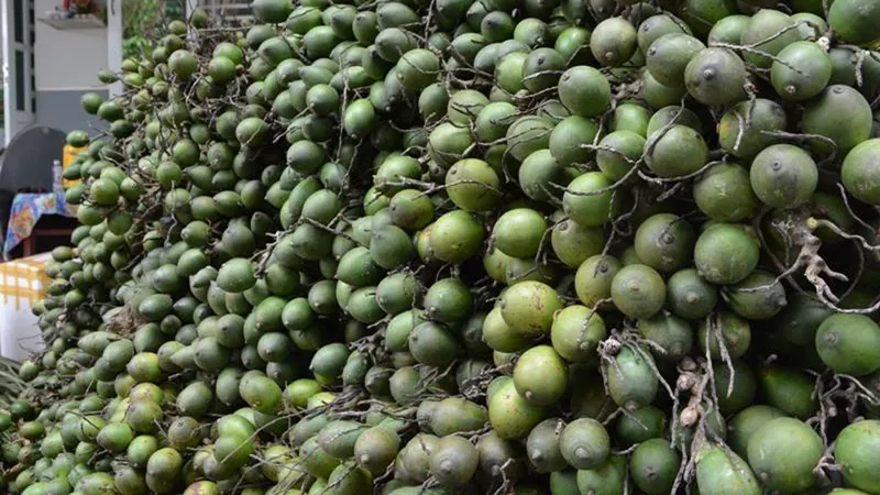 Giá trái cau tươi tăng vọt