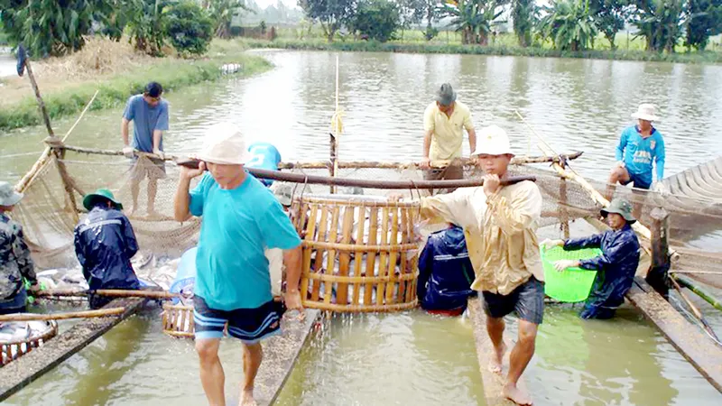 Thu hoạch cá tra tại ĐBSCL Ảnh: CAO PHONG