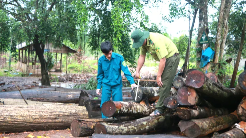 Gỗ rừng bỏ lại được tập kết về chốt bảo vệ Nông lâm trường Tân Lập