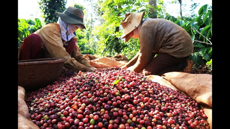 Thấp thỏm mùa cà phê