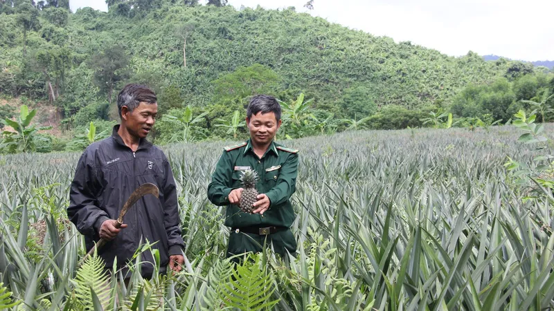 Thiếu tá Dương Công Dũng, cán bộ biên phòng Đồn Biên phòng Làng Ho, hướng dẫn đồng bào Pa Cô, Vân Kiều ở bản Trung Đoàn chăm sóc dứa trồng thí điểm 