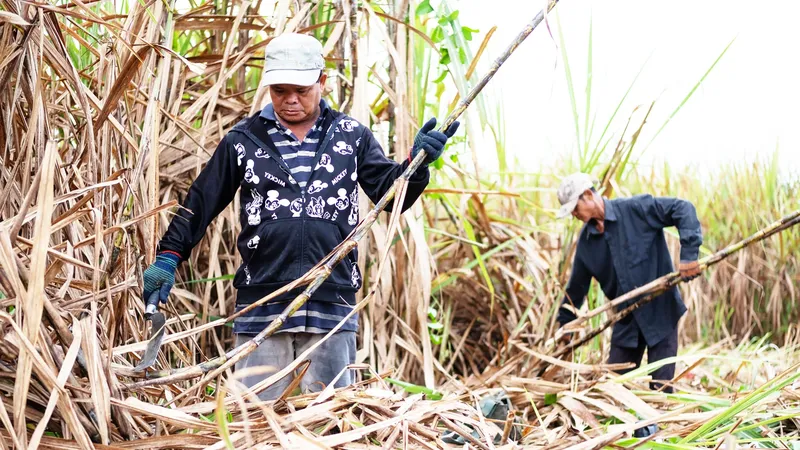 Nông dân trồng mía cần được hỗ trợ kỹ thuật, tài chính và thu mua sản phẩm