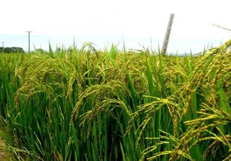Trồng lúa “né” mặn