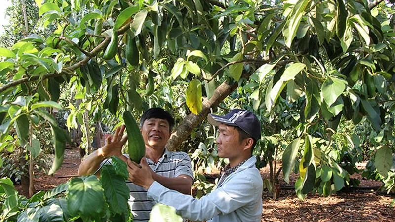 Xúc tiến đưa quả bơ Việt Nam vào thị trường Hoa Kỳ