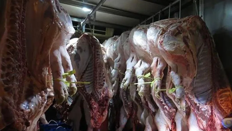 Điều tra vụ tàng trữ thịt nhiễm dịch tả heo châu Phi 