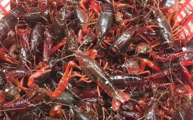 Việt Nam từng nuôi thử nghiệm tôm càng đỏ và tôm hùm nước ngọt