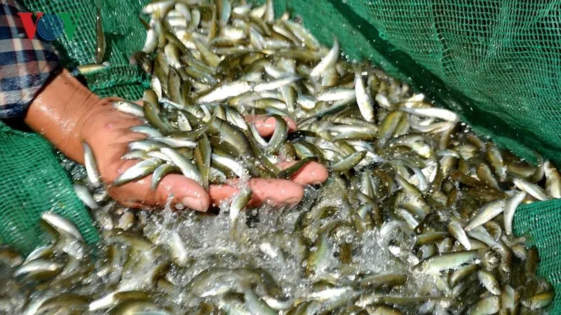 Cần cấm đánh bắt thủy sản trong mùa sinh sản