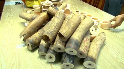 Thu giữ hơn 200kg ngà voi
