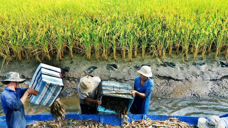 Mô hình sản xuất tôm lúa thích ứng với biến đổi khí hậu ở ĐBSCL. Ảnh: PHAN THANH