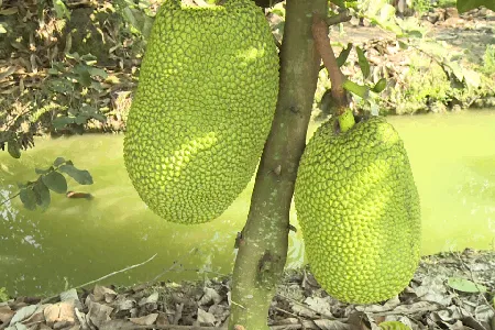 Cảnh báo nông dân ồ ạt trồng mít Thái