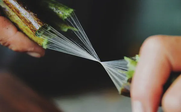 Khóa đào tạo đầu tiên về khai thác tơ sen