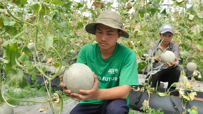 Dưa lưới nông sản có giá trị cao được trồng tại TPHCM. Ảnh: CAO THĂNG