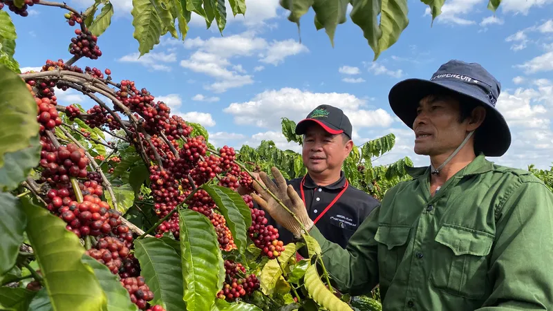Ông Phạm Phú Ngọc, Trưởng nhóm Hỗ trợ Nông nghiệp Nestlé Việt Nam hướng dẫn nông dân thực hành chăm sóc cà phê trên vườn