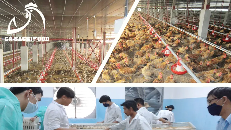 Chuyên cung cấp gà giống Lương Phượng