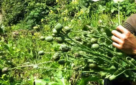Lào phá bỏ 106ha trồng cây thuốc phiện