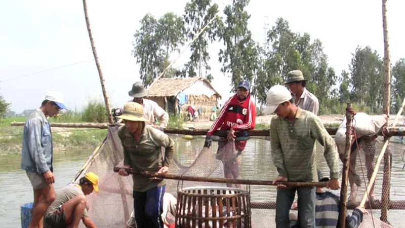 Thu hoạch cá tra ở An Giang 