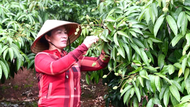 Vải thiều Bắc Giang nổi tiếng cả trong và ngoài nước