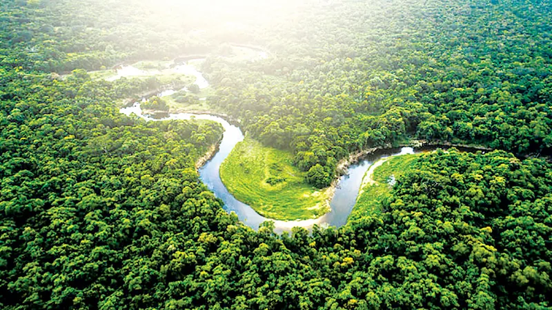Rừng Amazon