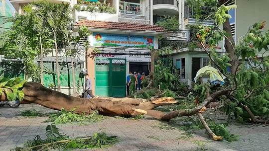 Cử tri mong có giải pháp quản lý, giữ gìn cây xanh